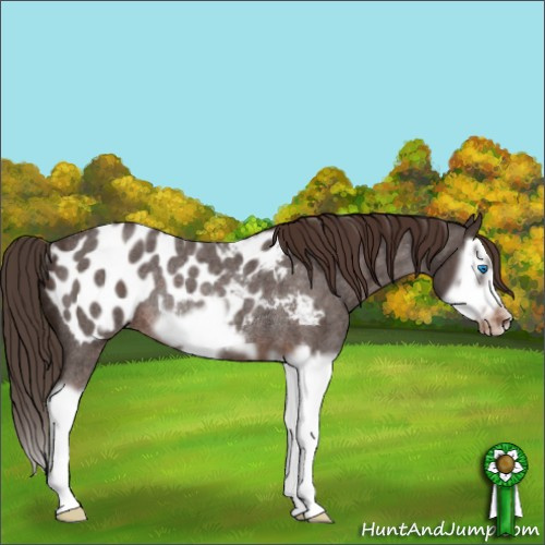 Horse Color:Liver Red Roan Splash Frame Appaloosa Rabicano 