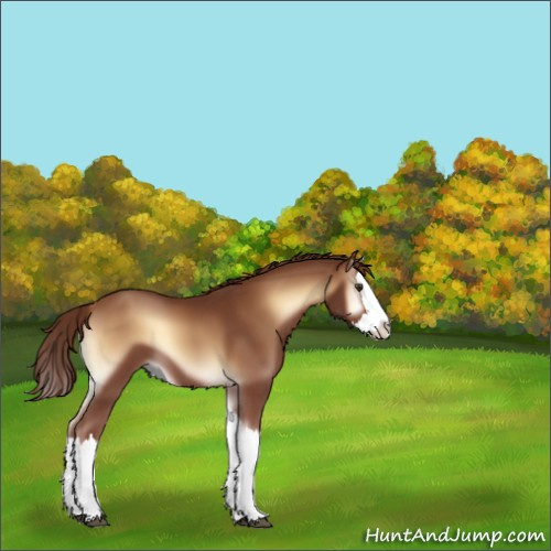 Horse Color:Red Onyx Splash 