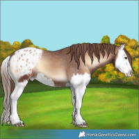 Horse Color:Red Onyx Splash Appaloosa 