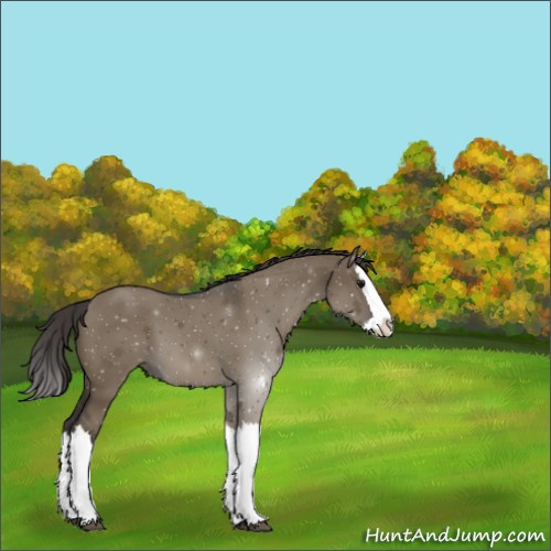 Horse Color:Smoky Grullo Splash 