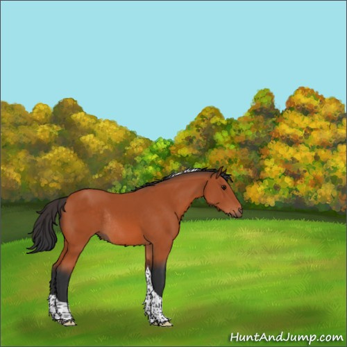 Horse Color:Bay Sabino Tobiano Rabicano 