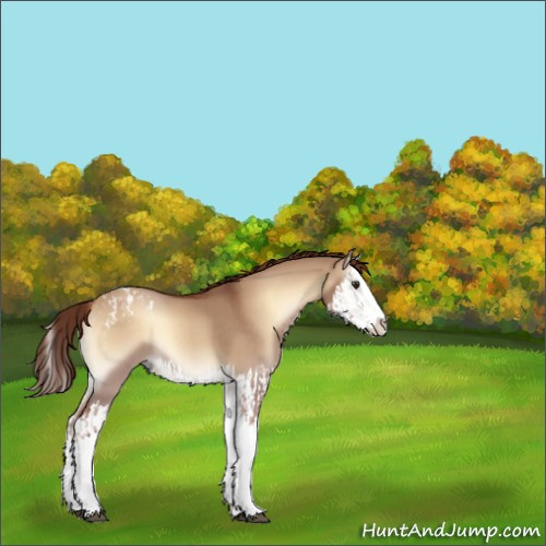 Horse Color:Red Dun Onyx Splash Appaloosa  and Red Dun Onyx Splash 