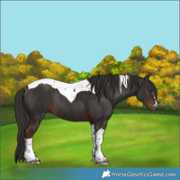 Horse Color:Liver Chestnut Tobiano Rabicano 