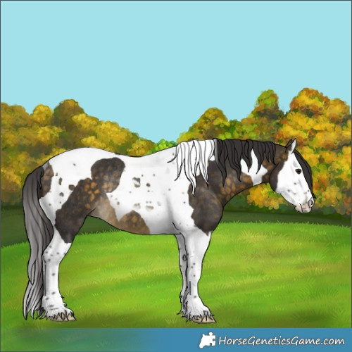 Horse Color:Buckskin Splash Tobiano Rabicano 