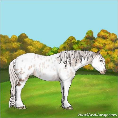 Horse Color:White Spotted Silver Brown Dun Splash Frame Appaloosa Rabicano 