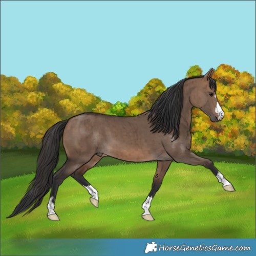 Horse Color:Brown Dun Brindle 