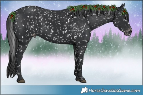Horse Color:Black Appaloosa 