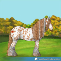 Horse Color:Chestnut Appaloosa 