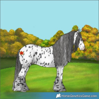 Horse Color:Black Appaloosa 
