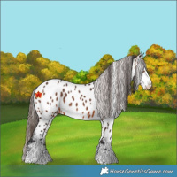 Horse Color:Brown Appaloosa 