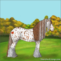Horse Color:Chestnut Appaloosa 