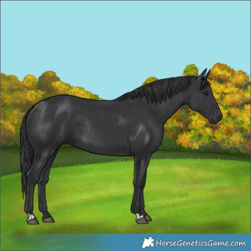 Horse Color:Black and Black Rabicano