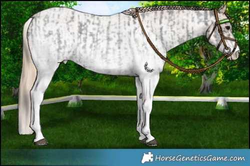 Horse Color:White Spotted Blue Roan Rabicano  and White Spotted Red Roan Rabicano 