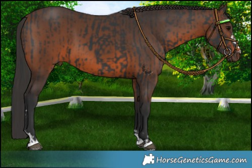 Horse Color:Black  and Brown 