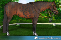 Horse Color:Black  and Brown 