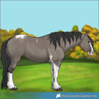 Horse Color:Grullo Splash Tobiano