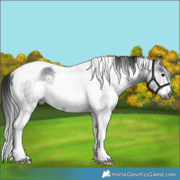 Horse Color:Gray White Spotted Black Tobiano Frame