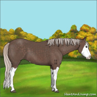 Horse Color:Silver Black Splash 