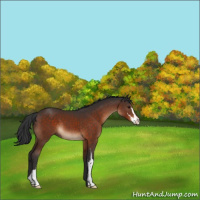 Horse Color:Brown Sabino