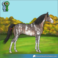 Horse Color:Brown Sabino