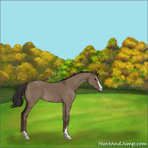 Horse Color:Liver Red Dun Sabino 