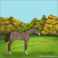 Horse Color:Liver Red Dun Sabino