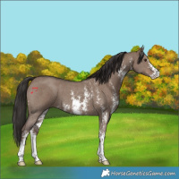 Horse Color:Liver Red Dun Sabino 