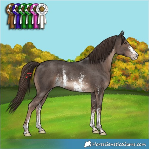 Horse Color:Liver Chestnut Sabino 