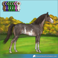 Horse Color:Liver Chestnut Sabino 