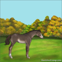 Horse Color:Liver Chestnut Sabino 