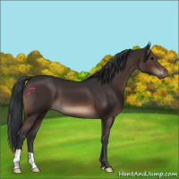 Horse Color:Brown 