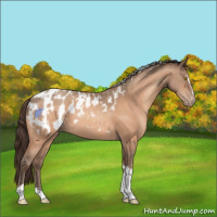 Horse Color:Amber Champagne Sabino Tobiano Blanket  and Amber Champagne Sabino Tobiano Blanket 
