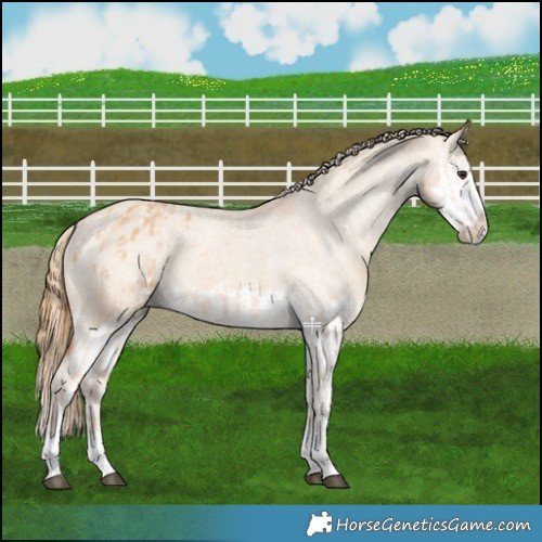 Horse Color:Red Dun Appaloosa  and Red Dun Splash Appaloosa 