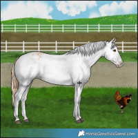 Horse Color:Red Dun Appaloosa and Red Dun Splash Appaloosa