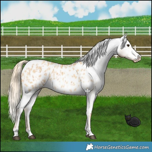 Horse Color:Red Dun Appaloosa  and Red Dun Appaloosa 