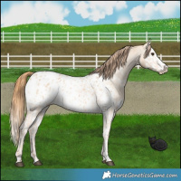 Horse Color:Red Dun Appaloosa  and Red Dun Splash Appaloosa 