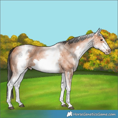 Horse Color:White Spotted Bay Sabino Frame 