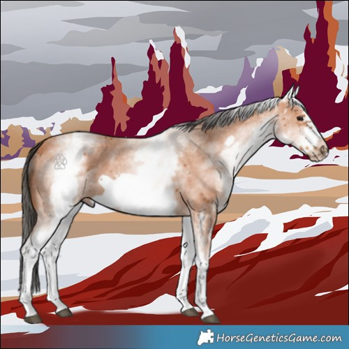 Horse Color:White Spotted Bay Sabino Frame 