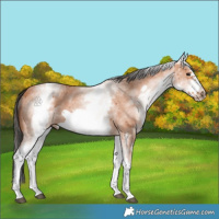 Horse Color:White Spotted Bay Sabino Frame 
