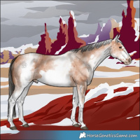 Horse Color:White Spotted Bay Sabino Frame 