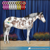 Horse Color:White Spotted Liver Chestnut Sabino 