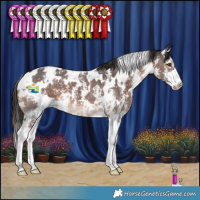Horse Color:White Spotted Liver Chestnut Sabino 