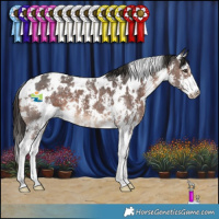 Horse Color:White Spotted Liver Chestnut Sabino 