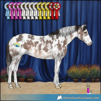Horse Color:White Spotted Liver Chestnut Sabino 