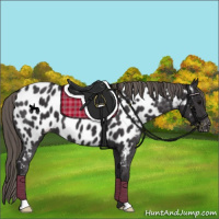 Horse Color:Smoky Black Near Leopard