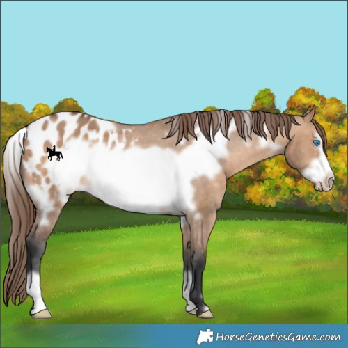 Horse Color:White Spotted Bay Dun Frame Appaloosa