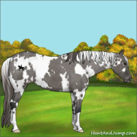 Horse Color:White Spotted Grullo Appaloosa