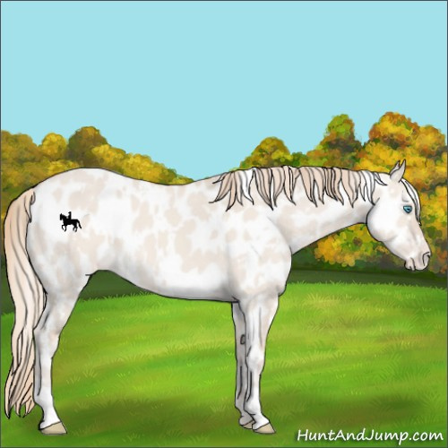 Horse Color:White Spotted Smoky Creme Dun Appaloosa