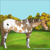 Horse Color:White Spotted Buckskin Appaloosa 