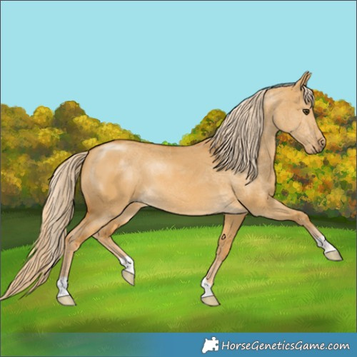 Horse Color:Palomino Dun 